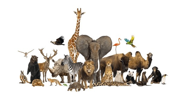 Information about animals